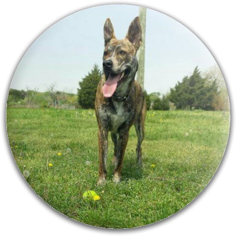 Design 140141 Disc Golf and Ultimate Discs