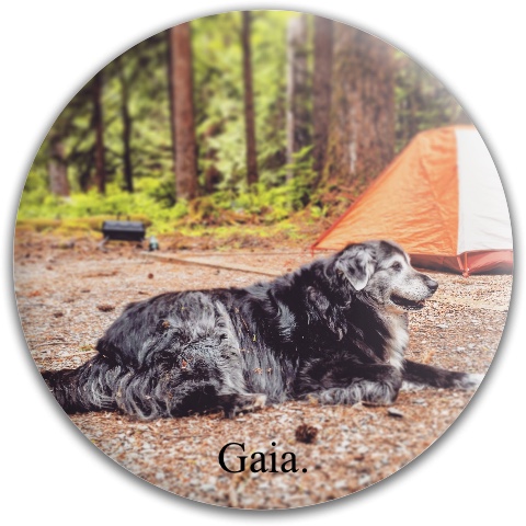 Design 286405 Disc Golf and Ultimate Discs