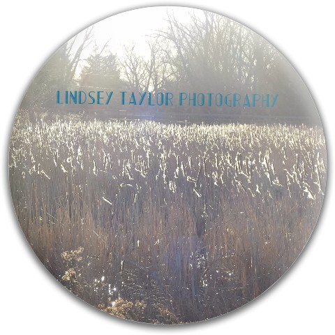 Design 311774 Disc Golf and Ultimate Discs