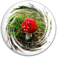 Shroom Disc Golf and Ultimate Discs Image