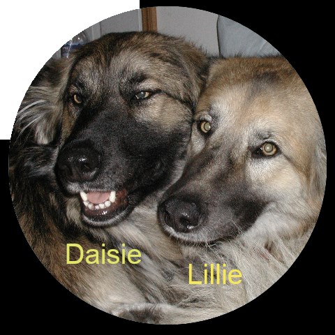 Design 356814 Disc Golf and Ultimate Discs