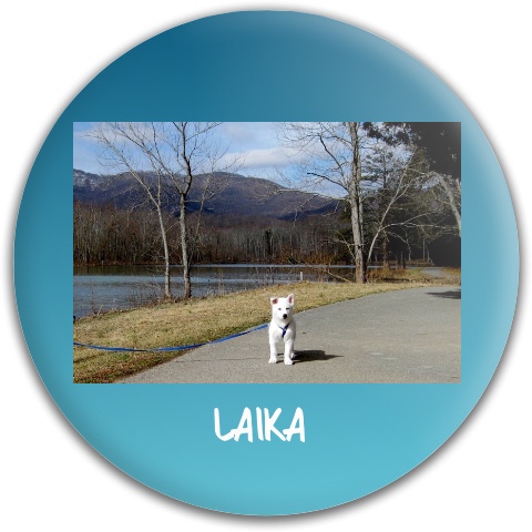 Design 365662 Disc Golf and Ultimate Discs