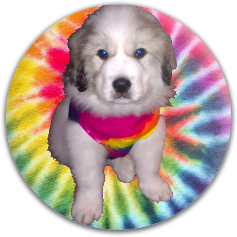 Design 395020 Disc Golf and Ultimate Discs
