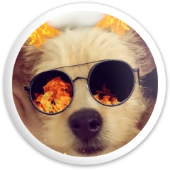 Doggo Disc Golf and Ultimate Discs Image