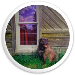 Slingdog Disc