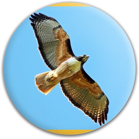 Design 431611 Disc Golf and Ultimate Discs