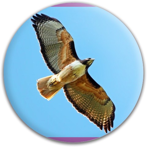 Design 431614 Disc Golf and Ultimate Discs