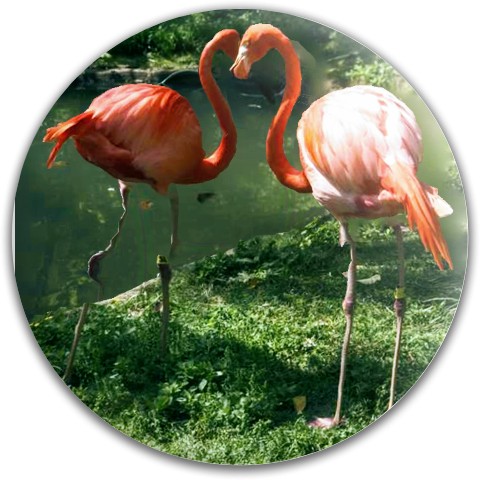 Design 450797 Disc Golf and Ultimate Discs