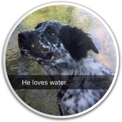 dog putter