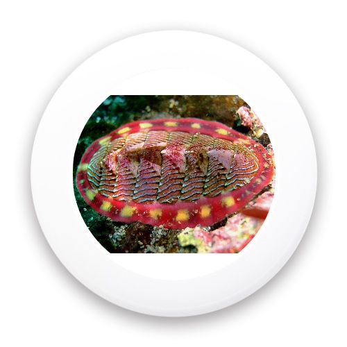 Design 458058 Disc Golf and Ultimate Discs