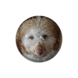 Biscuit Marker