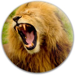 Design #62914 (Animals)