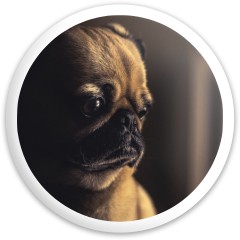 Design #63019 (Animals)