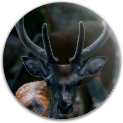 Design #63021 (Animals)