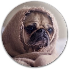 Design #63272 (Animals)