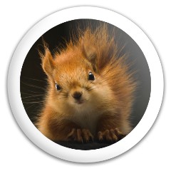Design #63273 (Animals)