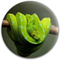Design #63664 (Animals)