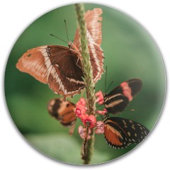 Design #63666 (Animals)