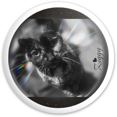 Ziggy cat