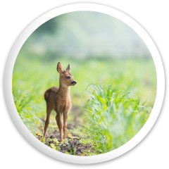 Design #65908 (Animals)
