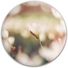 Design #65911 (Nature)