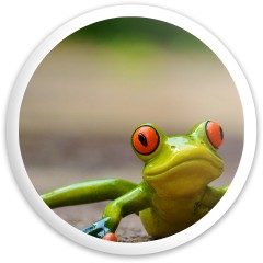 frog driver