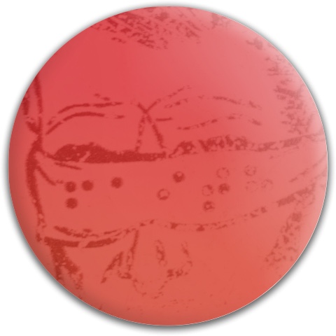 Design 490051 Disc Golf and Ultimate Discs