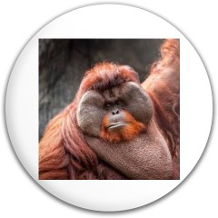 orangutan