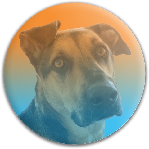 Design 500851 Disc Golf and Ultimate Discs
