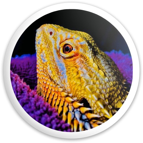 Design 520522 Disc Golf and Ultimate Discs