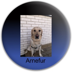 Arnefur