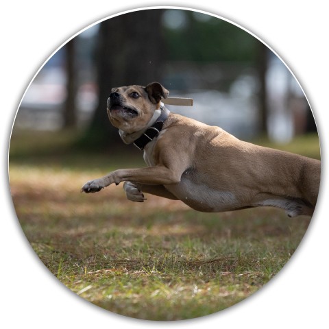Design 568340 Disc Golf and Ultimate Discs