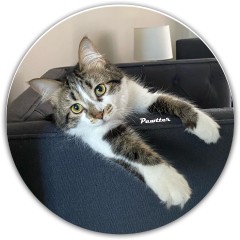 pawtter