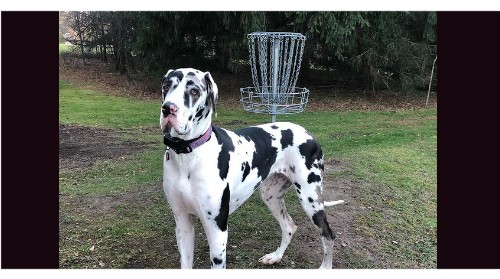 Design 571158 Disc Golf and Ultimate Discs