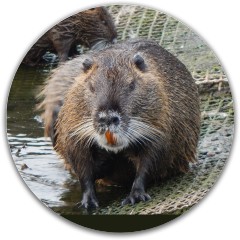 Muskrat