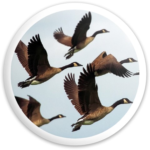Design 602173 Disc Golf and Ultimate Discs