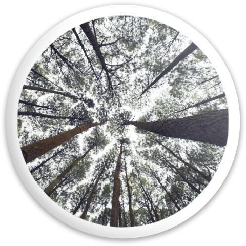 Design 613874 Disc Golf and Ultimate Discs