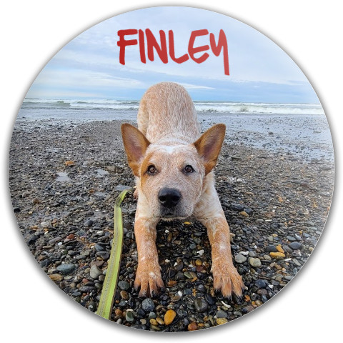 Design 622114 Disc Golf and Ultimate Discs