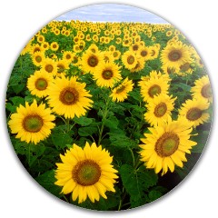 Design 624354