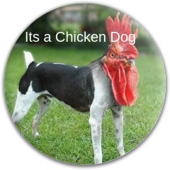 Chicken Dog