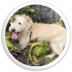 Design 632577 Disc Golf and Ultimate Discs Image