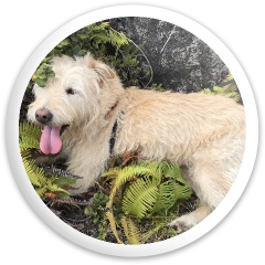 Design 632998 Disc Golf and Ultimate Discs Image