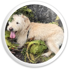 Design 633000 Disc Golf and Ultimate Discs Image