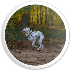 Design 634808 Disc Golf and Ultimate Discs Image