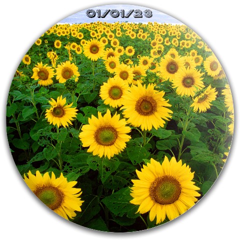 Design 644266 Disc Golf and Ultimate Discs