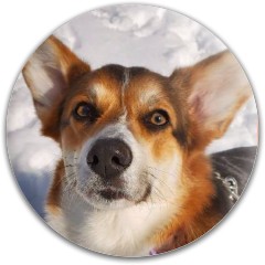 Design 654001 Disc Golf and Ultimate Discs Image