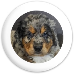 Design 682932 Disc Golf and Ultimate Discs Image