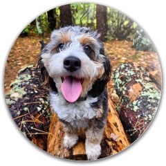 Design 683456 Disc Golf and Ultimate Discs Image