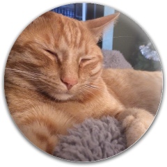 Design 683574 Disc Golf and Ultimate Discs Image