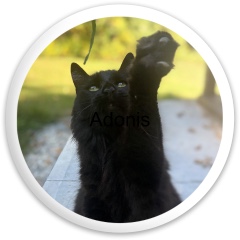 Design 683583 Disc Golf and Ultimate Discs Image